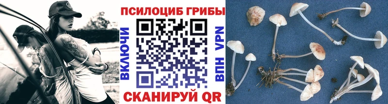 блэк спрут ONION  Адыгейск  Псилоцибиновые грибы Magic Shrooms 